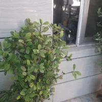 فروش گل های طبیعی فارسان همه باهم هشتصدتومان|گل و گیاه طبیعی|شهرکرد, |دیوار