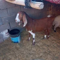 بز (پاکستانی)|حیوانات مزرعه|رفسنجان, |دیوار