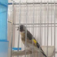 سهره جوجه قفس رام رام