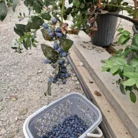 فروش نهال بلوبری ۳ ساله