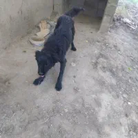 سگ قهدرجونی