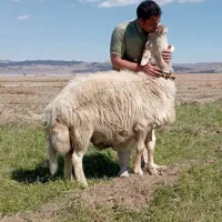 با سلام به یک نیرو جهت کار در دامداری نیازمندیم