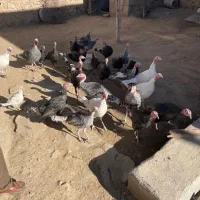 بوقلمون یک ساله