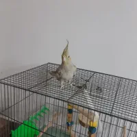 عروس هلندی نرباقفس وهمه لوازمش یه چیزی بلغور میکنه|پرنده|قم, انصارالحسین|دیوار