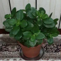 خانه اجاره ای