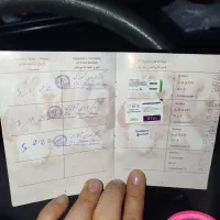 سگ ماده شیتزو|سگ|خرم‌آباد, |دیوار