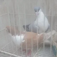 کبوتر