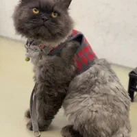 گربه پرشین اصیل زیبا|گربه|سنندج, |دیوار