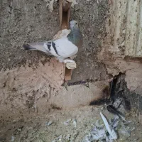 سوسنی ترکیه ای بازی کن