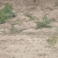 سبزی|خوردنی و آشامیدنی|مشهد, ثامن|دیوار