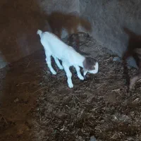 بزغاله ماده  تازه شد جنس عالی|حیوانات مزرعه|پیشخور, |دیوار