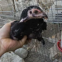 جوجه لاری دنگ بالا
