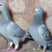 کبوتر مسافتی|پرنده|مشهد, آزادشهر|دیوار