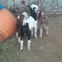 ۳ عدد بز|حیوانات مزرعه|مشهد, کارمندان دوم|دیوار