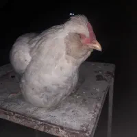 جوجه گلین لری|حیوانات مزرعه|سرخنکلاته, |دیوار