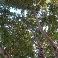 کار گره گردو تکان هستیم  نفر با ضمانت کار
