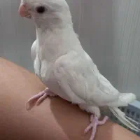 3 عدد جوجه عروس هلندی دستی|پرنده|مشهد, گلشور|دیوار