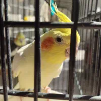 پرنده ،طوطی عروس،هلندی ، آلبینو و لوتینو ،جفت|پرنده|قم, شهر قائم|دیوار