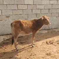 گوساله ماده|حیوانات مزرعه|بندر ماهشهر, |دیوار