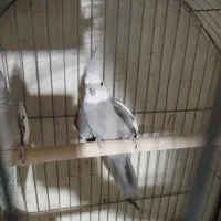 سلام عرض ادب خدمت دوستان ی عروس هلندی نر|پرنده|نجف‌آباد, شیخ بهایی جنوبی|دیوار