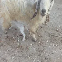 فروش بز دوقلو زا، با بره هم معاوضه میشود