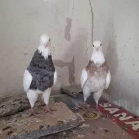 طوقی نر و ماده|پرنده|کرمانشاه, |دیوار