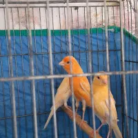 جوجه قناری سه ماهه با بهترین تغزیه