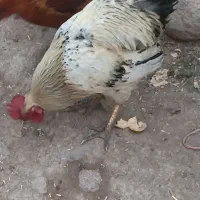 فروش خروس محلی