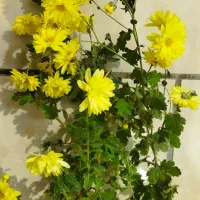 فروش گل و گیاه طبیعی|گل و گیاه طبیعی|جهرم, |دیوار