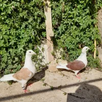 کبوتر|پرنده|فسا, |دیوار