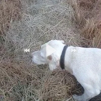 توله سگ شکاری لابرادور اصیل فول فول|سگ|لنگرود, |دیوار