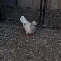 اوغون سرخ  قهوای دمسفید وسوسکی،سیاه ماده|پرنده|تربت‌حیدریه, حیدرآباد|دیوار