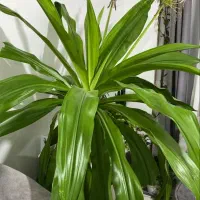 گل سوسن چتری (سوسن عنکبوتی)|گل و گیاه طبیعی|هشتگرد, هیو|دیوار