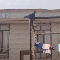 کفتر|پرنده|گناباد, |دیوار