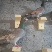 کفتر طاووسی پلاکی