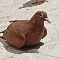 جوانه زرد کرمونی