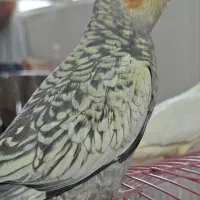 عروس هلندی جوجه گمشده