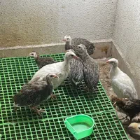 جوجه مرغ شاخ دار|حیوانات مزرعه|شیراز, کاراندیش|دیوار