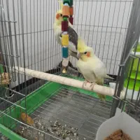 عروس هلندی نر و ماده
