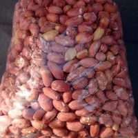 بادام زمینی آستانه اشرفیه