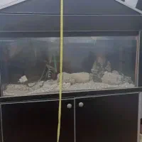 اکواریوم|ماهی|اردبیل, |دیوار