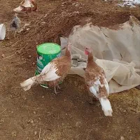 بوقلمون ماده|حیوانات مزرعه|نوشین شهر, |دیوار