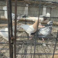 کفتر غریب گیری