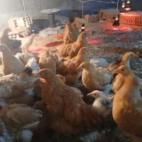 دستگاه جوجه کشی|لوازم جانبی حیوانات|قم, وادی السلام|دیوار