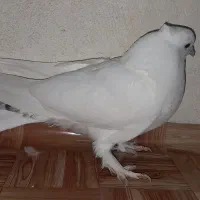 جوجه کبوتر|پرنده|مینودشت, |دیوار