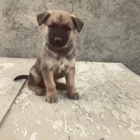 واگذاری سگ مالینویز