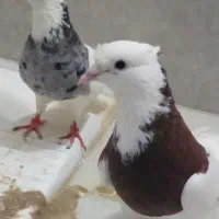 کبوتر طوقی|پرنده|محمدشهر, محمدشهر|دیوار