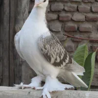 کبوتر لاهور|پرنده|نقده, |دیوار