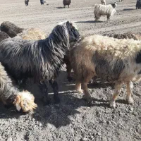 قوچ|حیوانات مزرعه|ازنا, |دیوار