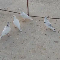 کفتر پلاکی جفتی و تعدادی جوجه|پرنده|شیراز, گویم|دیوار